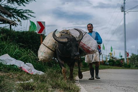  Man Carrying Carabao 呈現出鮮明的色彩和充滿動感的線條